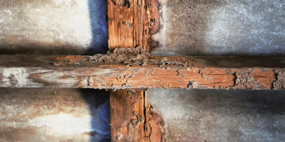 Selling a House With a Termite Problem in Fort Worth