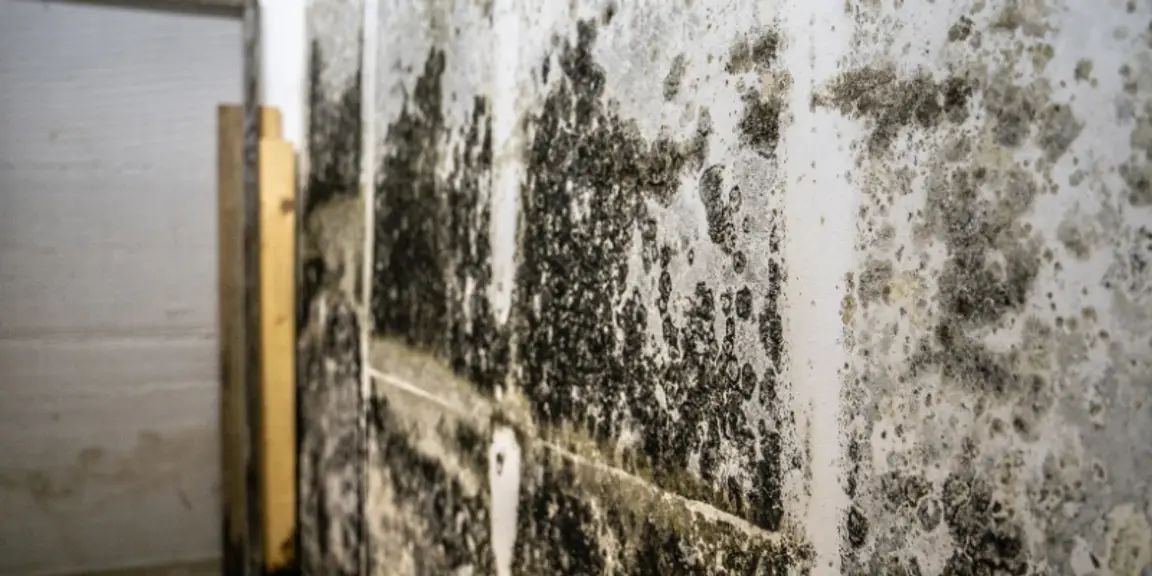 Can You Sell a House That Has Mold in Texas