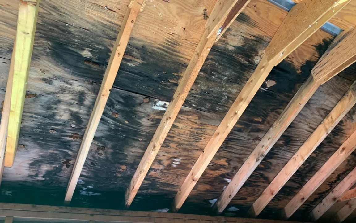 Selling a House with Mold in North Carolina [Essential Insights]