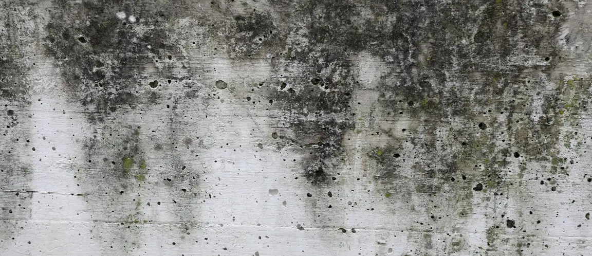 Buying House with Mold Fast Minnesota