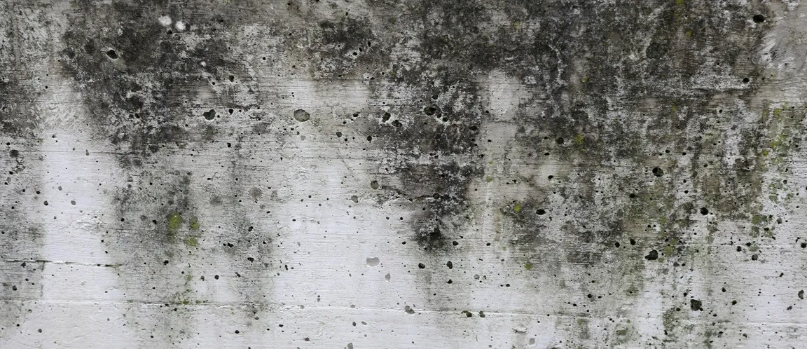 Buying House with Mold Fast Minnesota