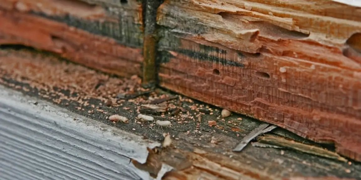 Selling house with termite damage [market_city]