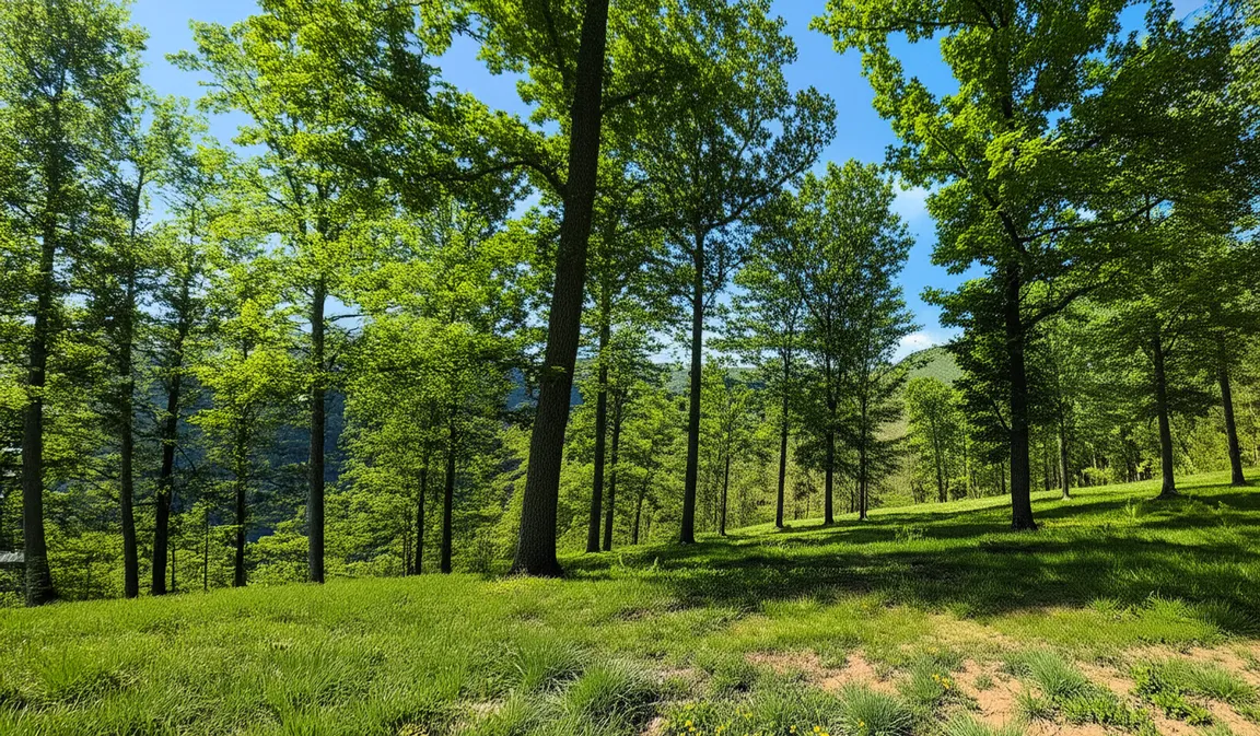 sell land fast in Jackson county ga