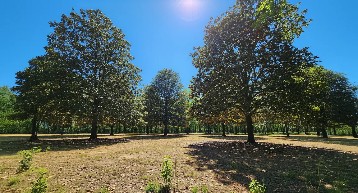 sell land fast Stephens county ga