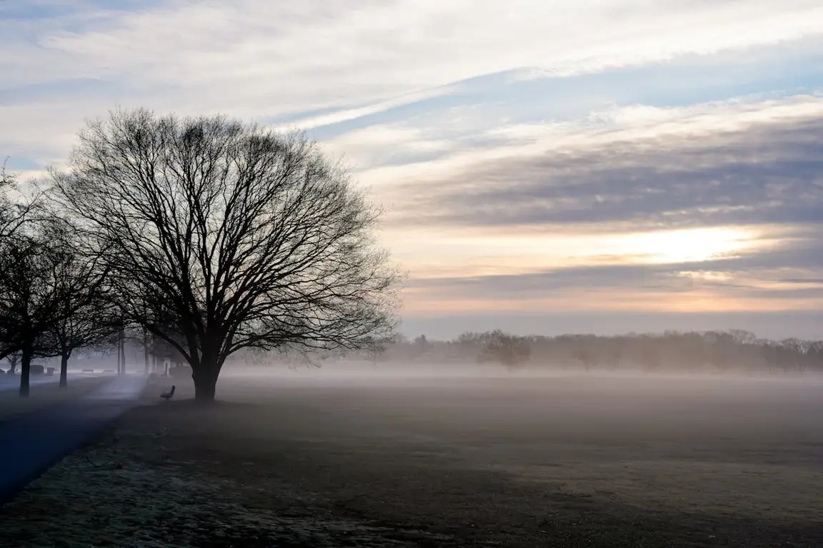 A field with a tree in South Glastonbury CT
