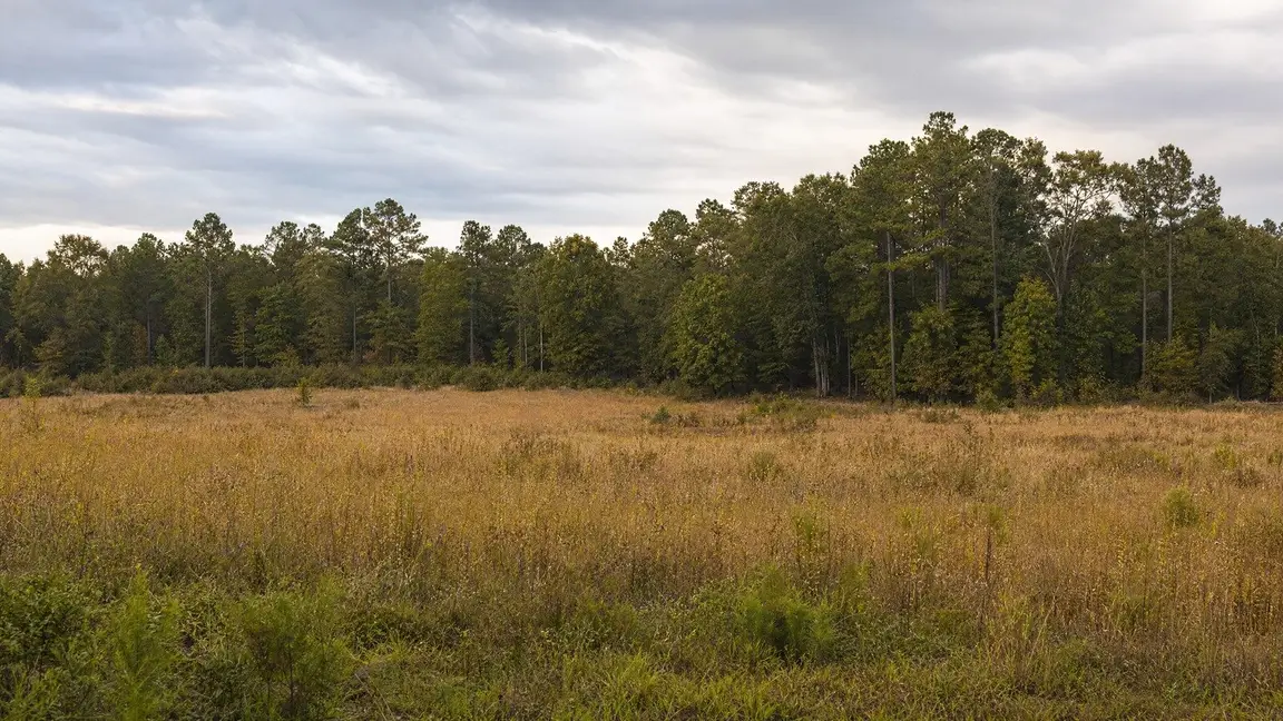 Vacant inherited rural land for sale in the Southeast — SellMyVacant.com buys 10+ acre parcels.