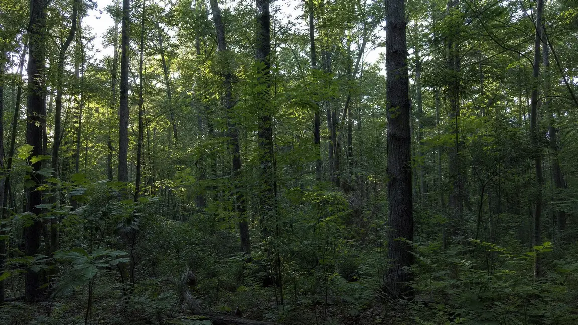 Remote landlocked rural parcel with no road access for sale in the Southeast — SellMyVacant.com buys 10+ acre parcels.