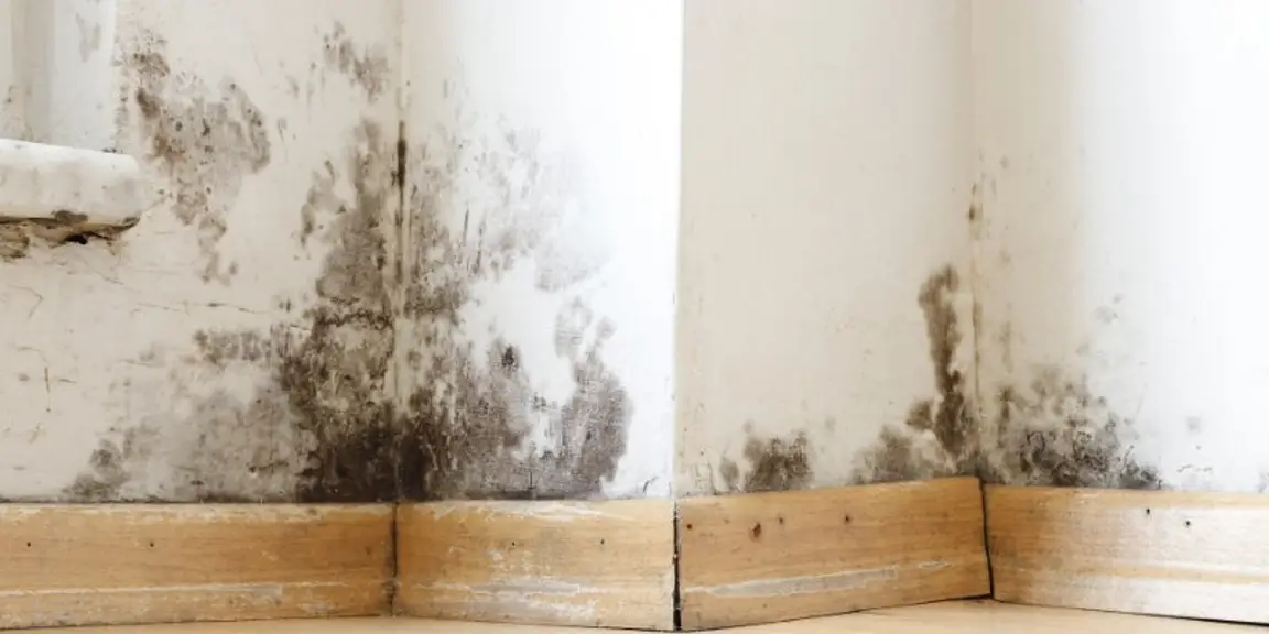 Sell House with mold [market_city]