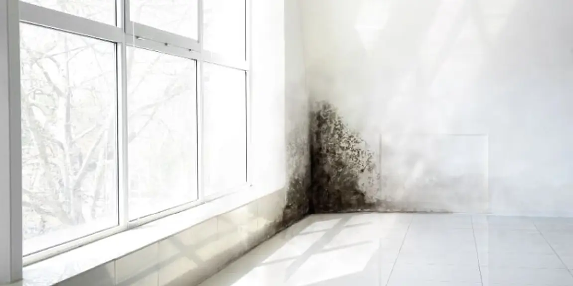 We Buy House Fast With Mold in [market_city]