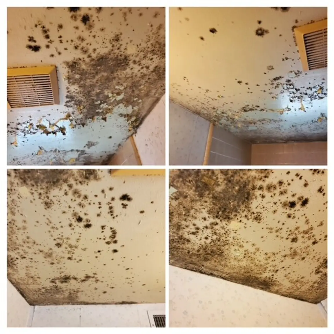 mold in bathroom flip home in sacramento