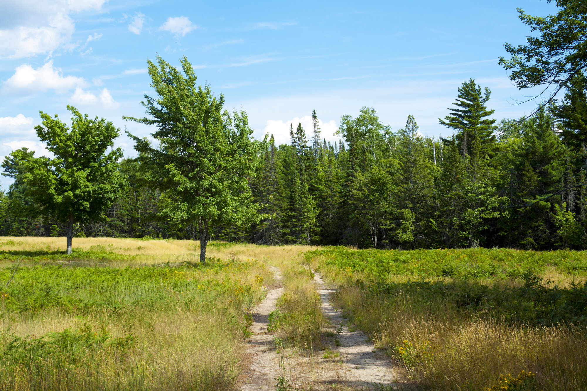 Forest on sunny summer day