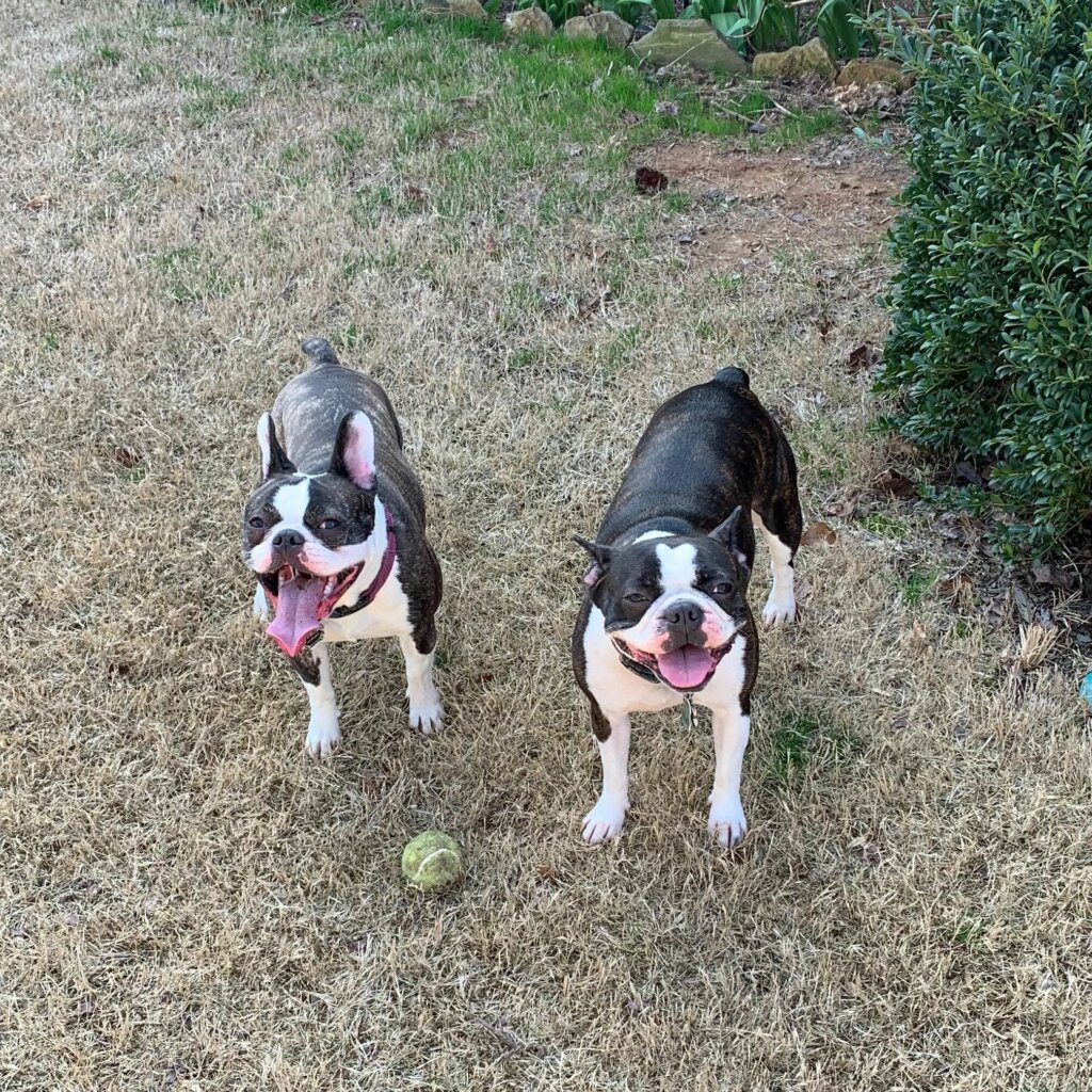 Givenchy and Versace, Blake's dogs