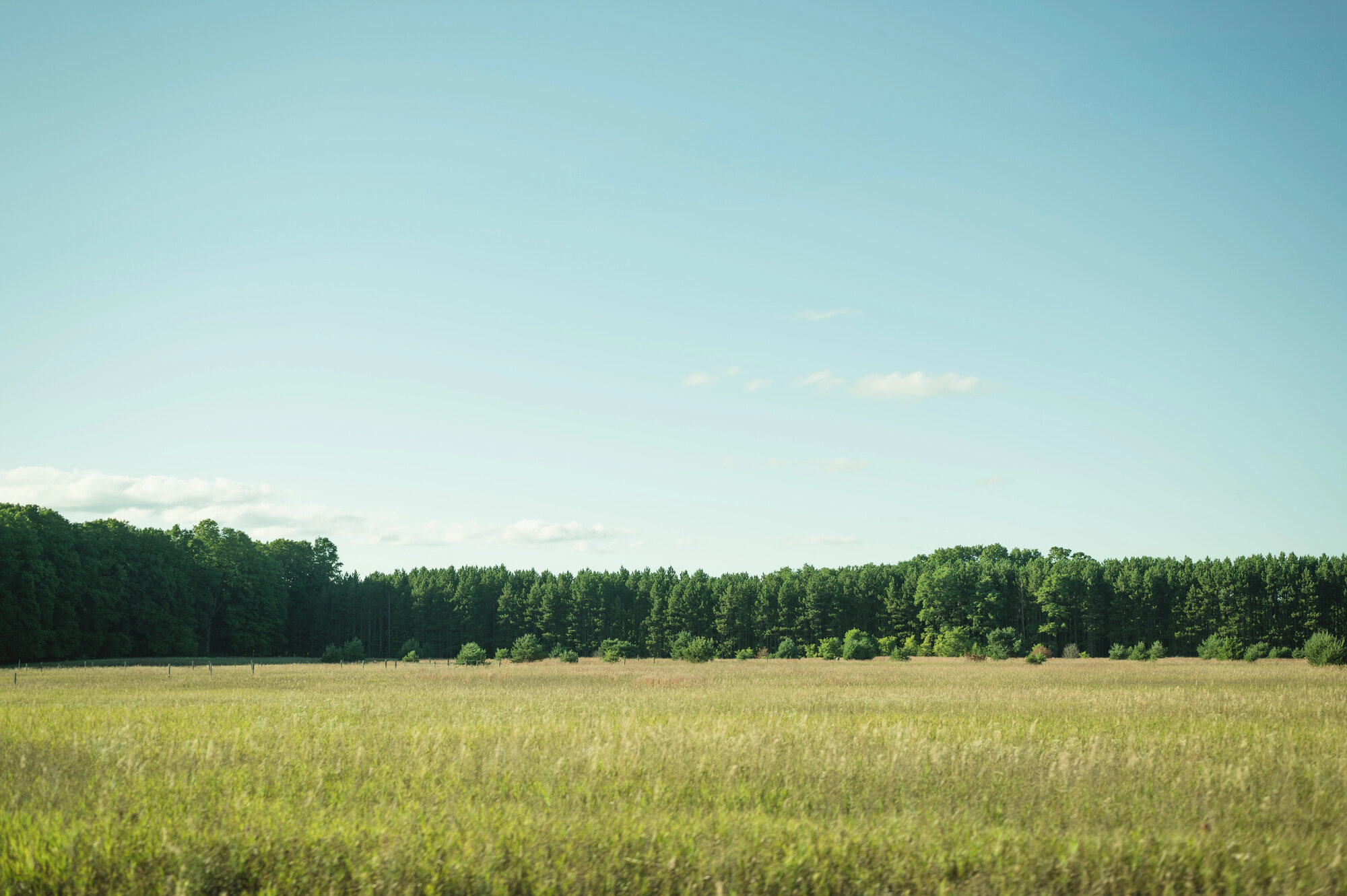 Forest on sunny summer day