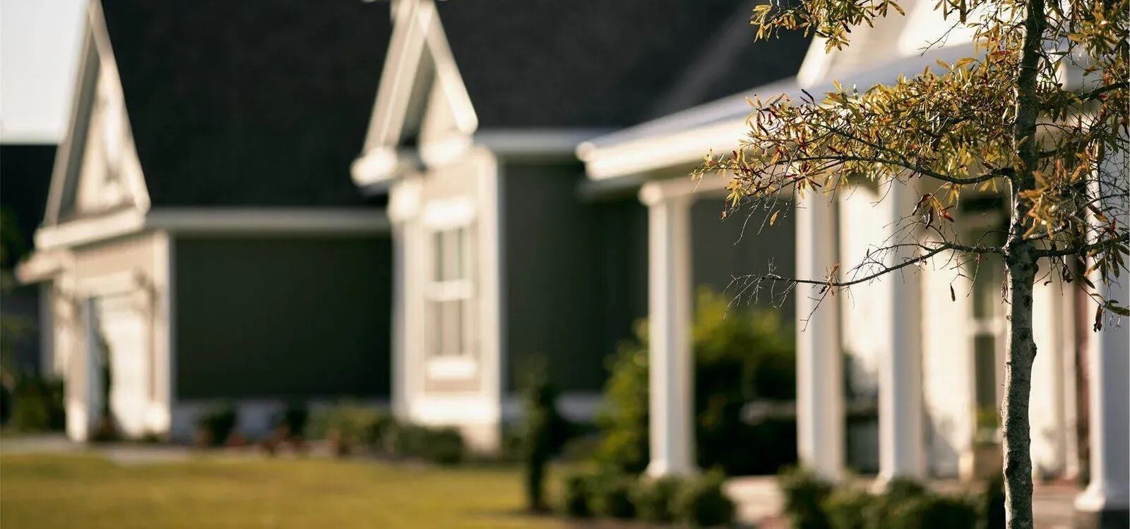 Small tree as focal point with suburban homes in background