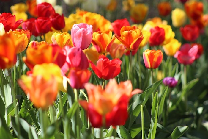 Flowers At Dallas Botanical Garden