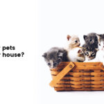 pets in a house