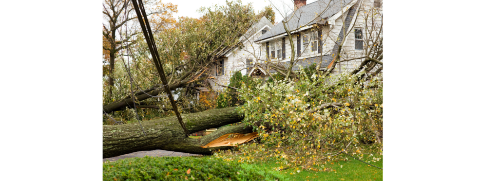 large tree that has fallen on a house