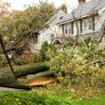 large tree that has fallen on a house