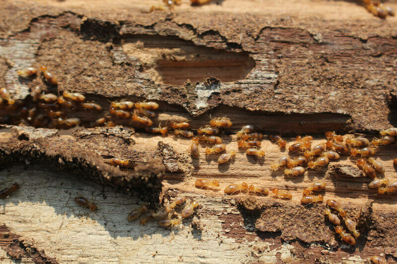 Types of Termites Found in Tennessee Homes