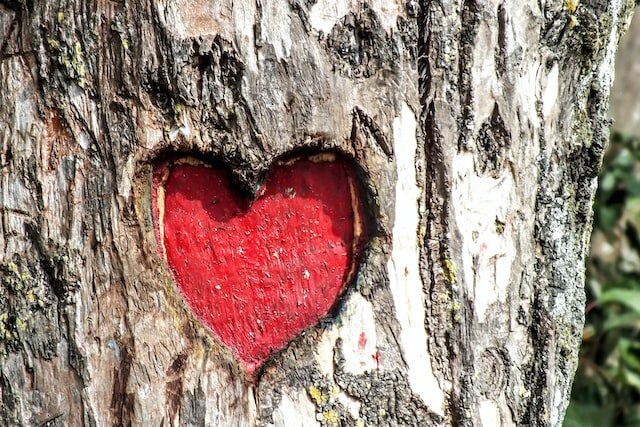 Red heart carved into a tree