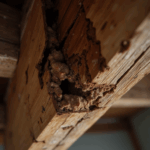 Close-up view of termite damage on interior wooden beam, showing visible tunnels, splintered wood, and structural decay inside an old house.