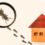 How to Sell a Home With Termite Damage In Baltimore