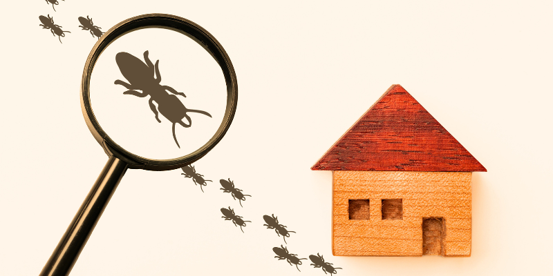 How to Sell a Home With Termites In [market_city]