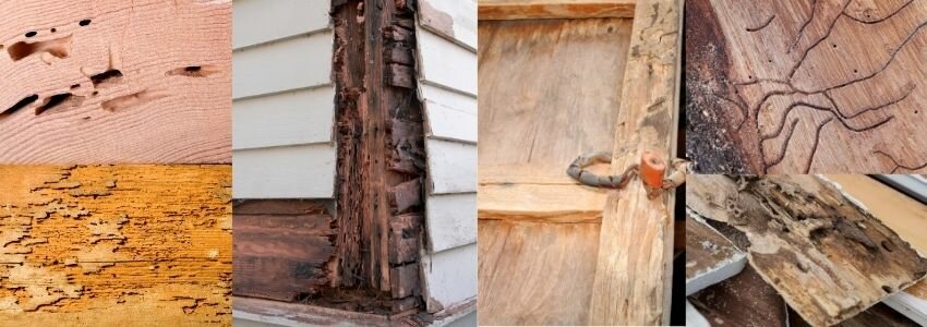 examples of small to extreme termite damage in Utah on a house-home
