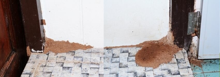 termite damage on a house