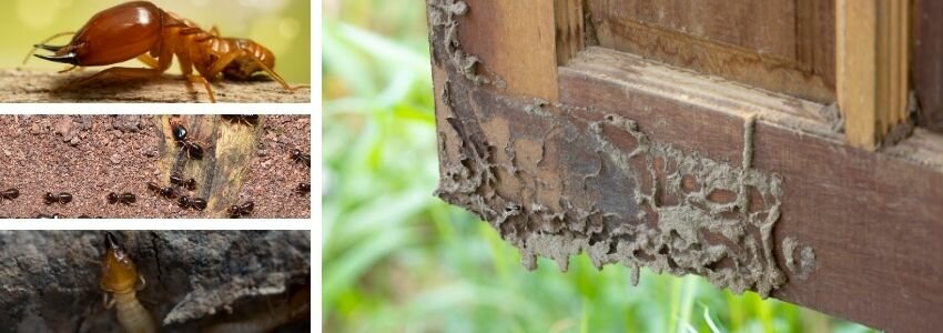what does termite damage look like