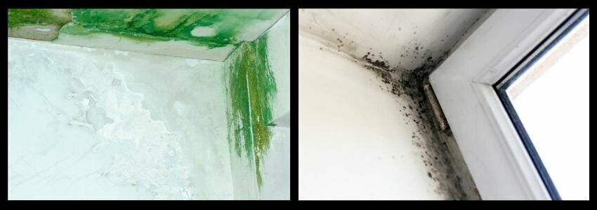 green mold on outside of house being sold