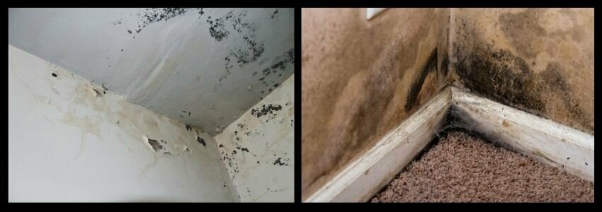 selling a house with black mold in Utah