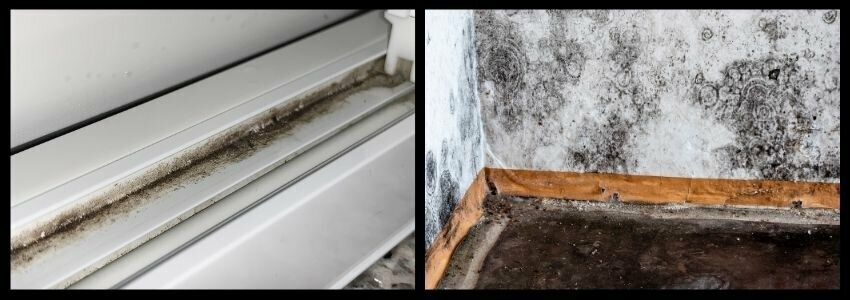 what does black mold look like selling a house