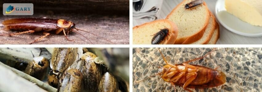 Getting Rid of Cockroaches