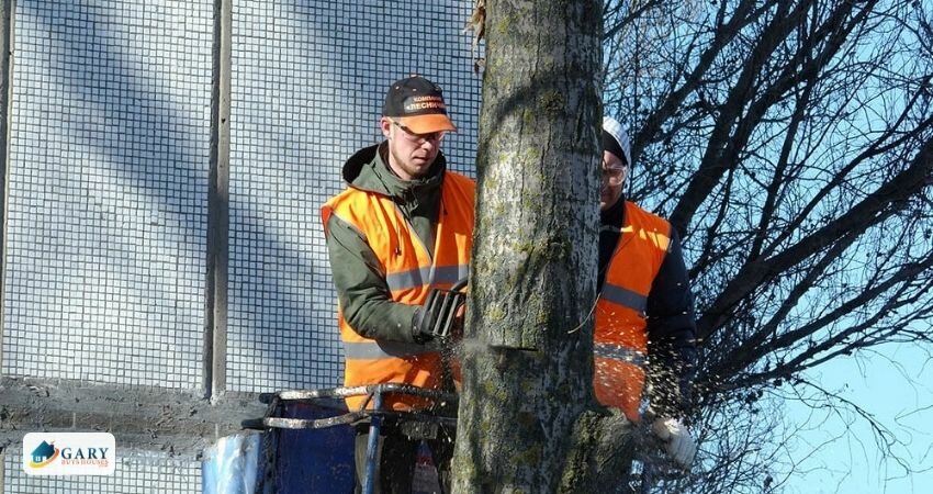 Two men cutting down a tree