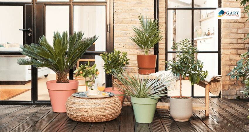 Potted plants