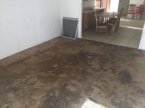 Dog-House-Family-Room