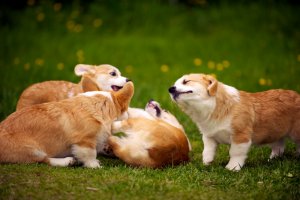 corgi puppies