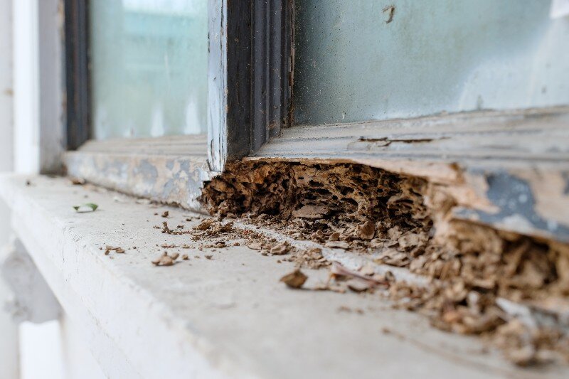 Termite damage on a wooden window frame.