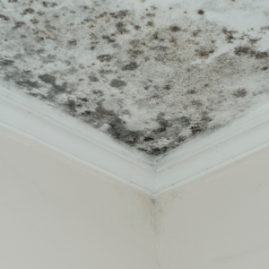 Selling House With Mold in Hawaii
