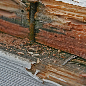 How to Sell a Home With Termites Hawaii