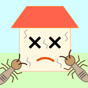 Steps to Sell a House With Termite Issues Hawaii