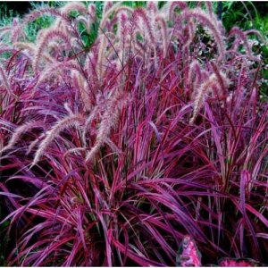 Save on home rehab costs hardy-plants