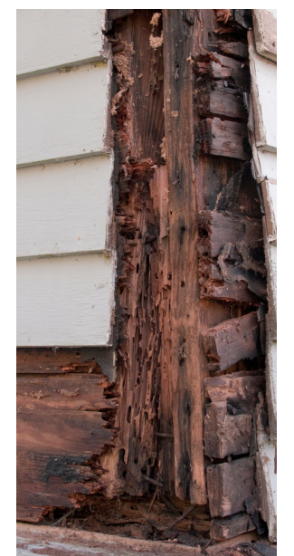 Termite damage house