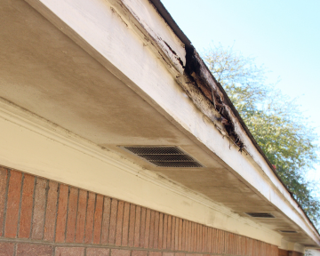 Termite damage roof