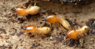 Termites in New Jersey