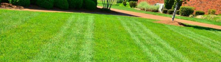 Lawn Care Mistakes That Can Ruin Your Yard In Oklahoma City