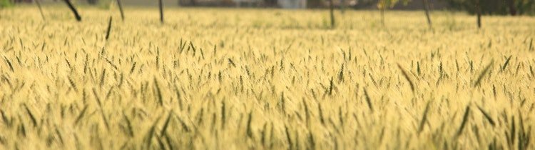 Quick Guide to Buying Land Cheap in Utah