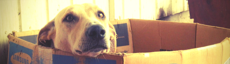5 Things Pet Owners Should Look for When Buying a House in Harford County