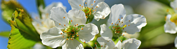 Springtime Gardening Tips for Home Sellers in New Jersey 